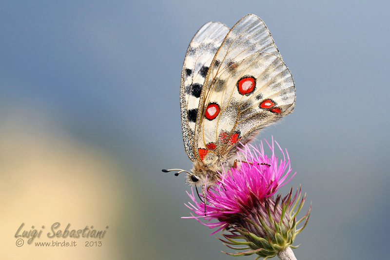 Parnassius apollo